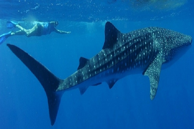 snorkel con tiburon ballena